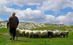 Shepherd sheep