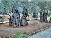 Olive trees at Gethsemane