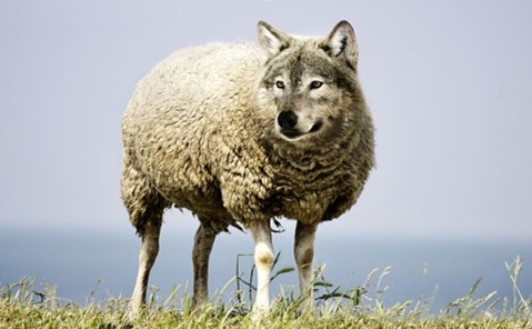 wolf in sheep clothing